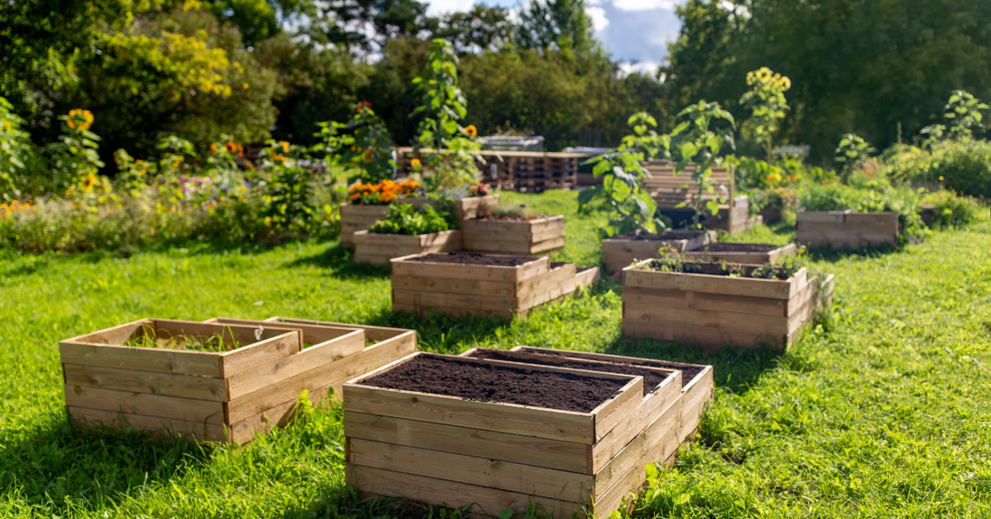 raised planter boxes in a green garden
